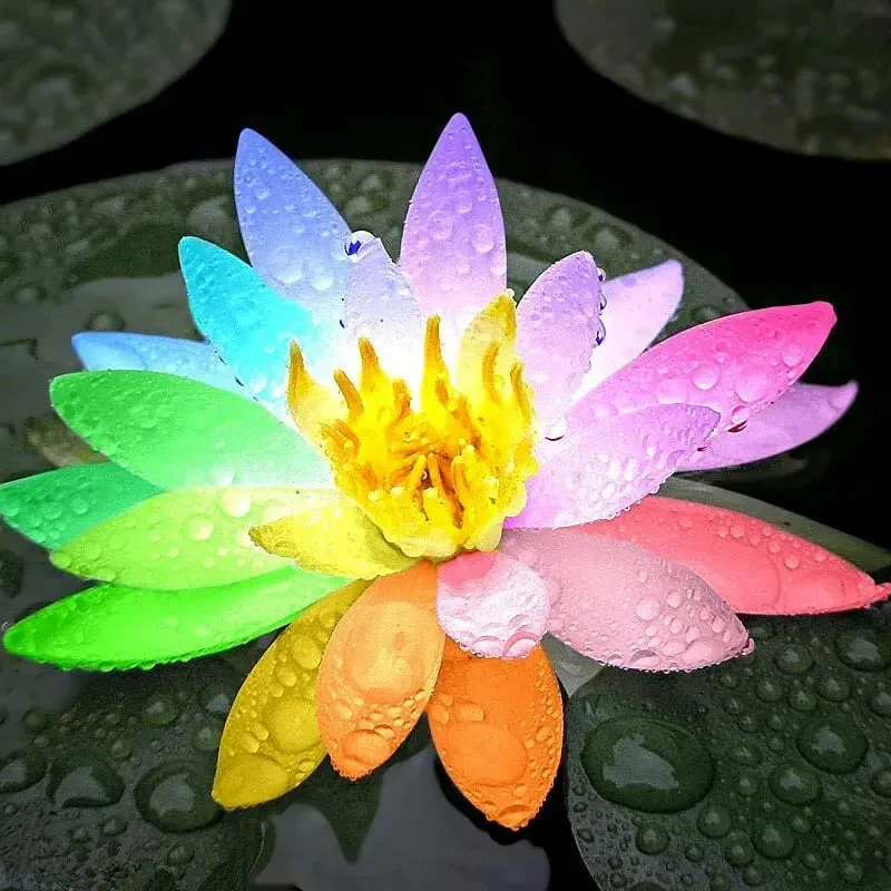 🌸[7 days germination]💐The Sacred Bonsai Bowl Lotus Flower - Image 3