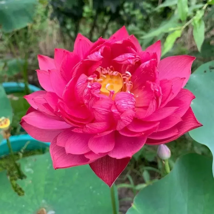 🌸[7 days germination]💐The Sacred Bonsai Bowl Lotus Flower - Image 4