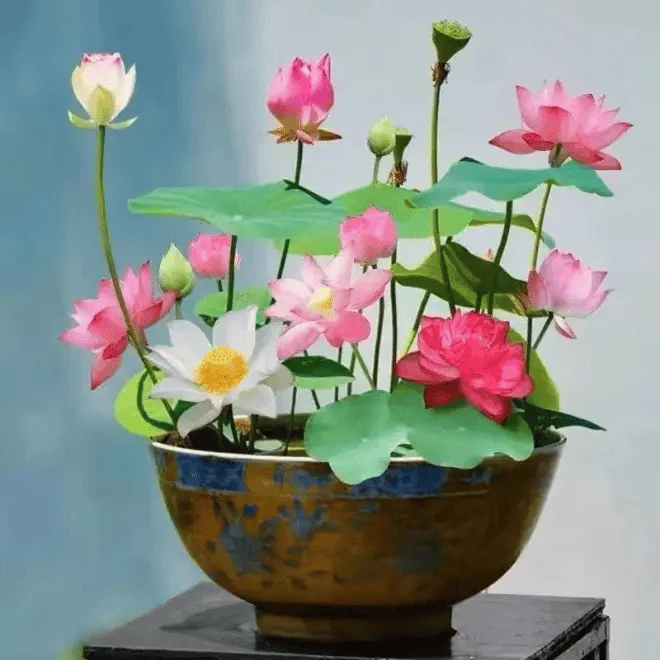 🌸[7 days germination]💐The Sacred Bonsai Bowl Lotus Flower - Image 5