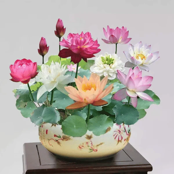 🌸[7 days germination]💐The Sacred Bonsai Bowl Lotus Flower - Image 6