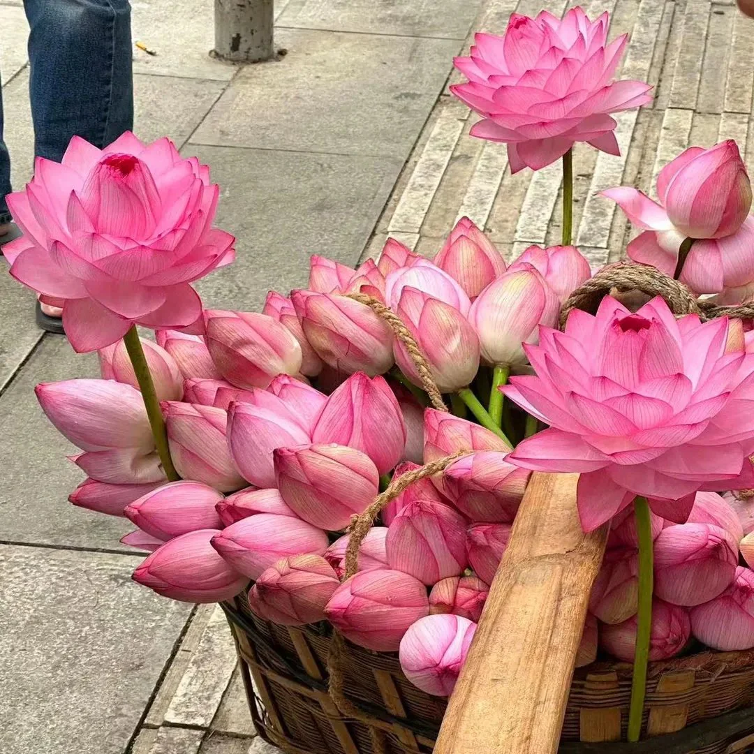 🌸[7 days germination]💐The Sacred Bonsai Bowl Lotus Flower - Image 7