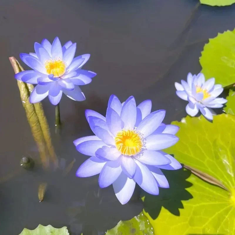 🌸[7 days germination]💐The Sacred Bonsai Bowl Lotus Flower - Image 8
