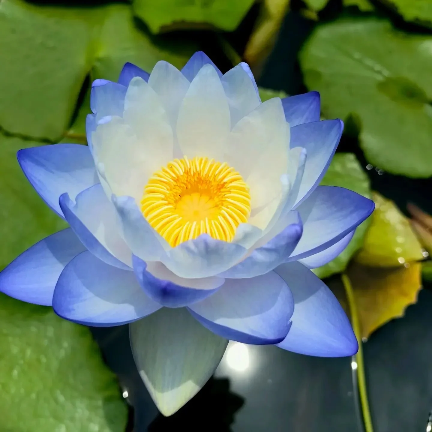🌸[7 days germination]💐The Sacred Bonsai Bowl Lotus Flower - Image 9