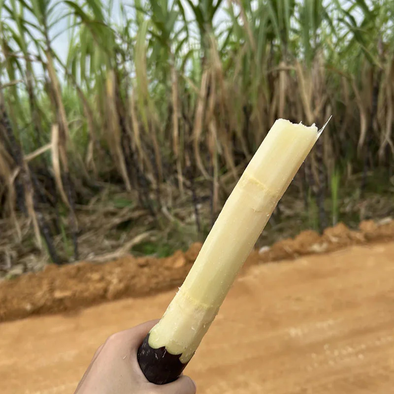 🌱 Grow Your Own Sugarcane – High Germination Seeds - Image 3