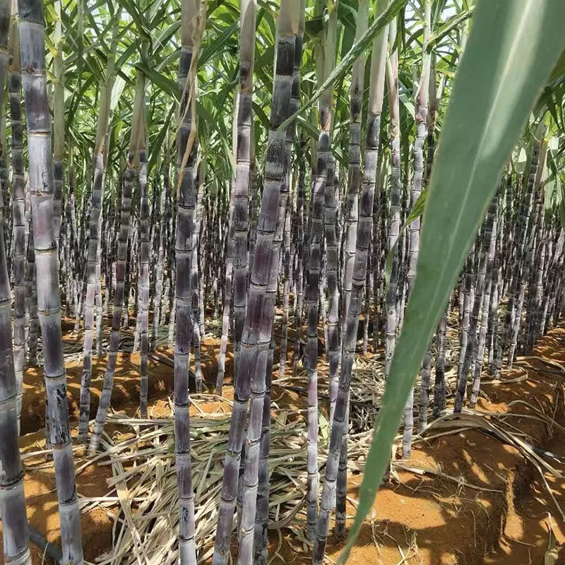 🌱 Grow Your Own Sugarcane – High Germination Seeds - Image 5