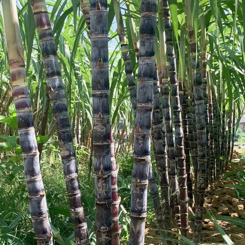 🌱 Grow Your Own Sugarcane – High Germination Seeds - Image 6