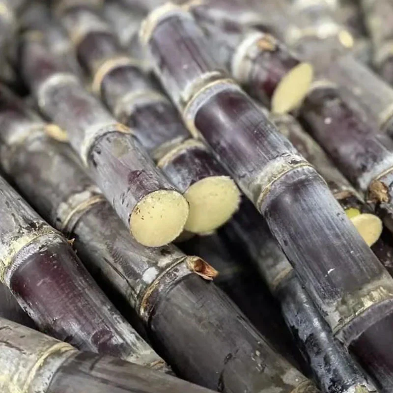 🌱 Grow Your Own Sugarcane – High Germination Seeds - Image 7
