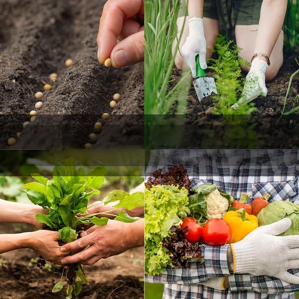 🥦Ultimate Survival Seed Vault (16,000+ Seeds) | 35 Variety Pack🌿|50-Year Shelf Life - Image 3