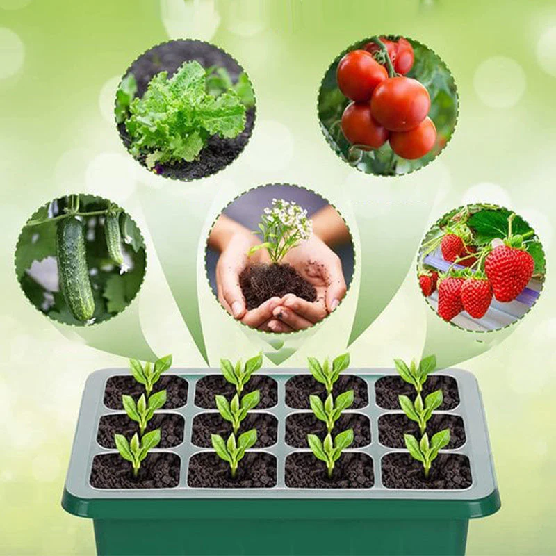 🔥Seed Starter Trays with Grow Light - Image 6