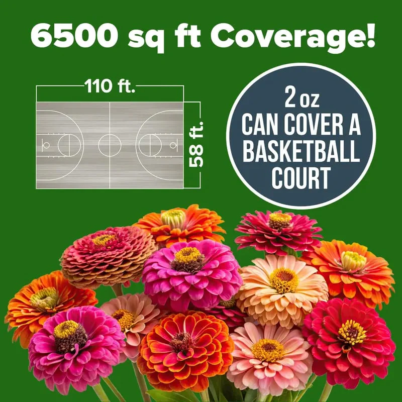 🔥Zinnia Seeds - Pure Seeds - No Filler - Heirloom Flower Seeds - Image 3