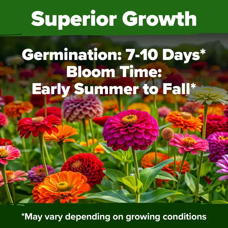 🔥Zinnia Seeds - Pure Seeds - No Filler - Heirloom Flower Seeds - Image 4