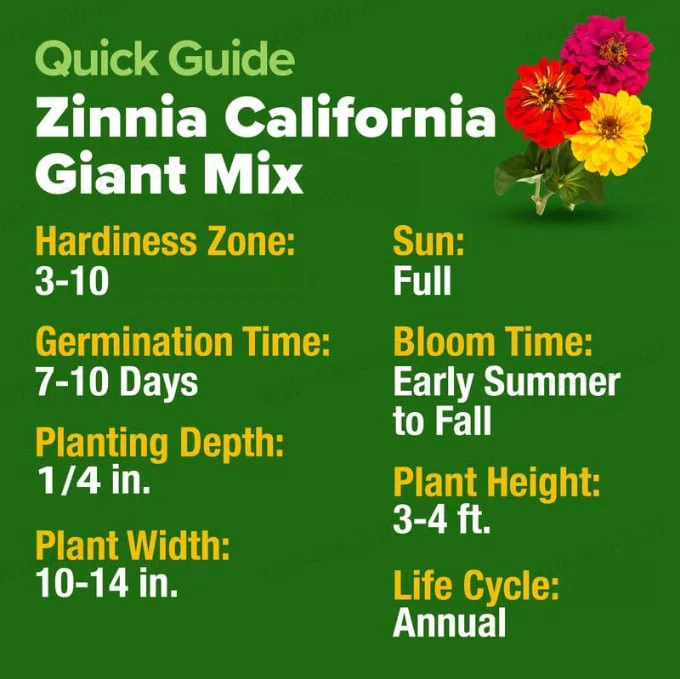 🔥Zinnia Seeds - Pure Seeds - No Filler - Heirloom Flower Seeds - Image 8
